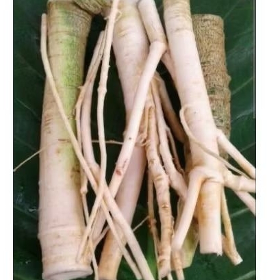 

akar gandul/pepaya segar fresh 1kg