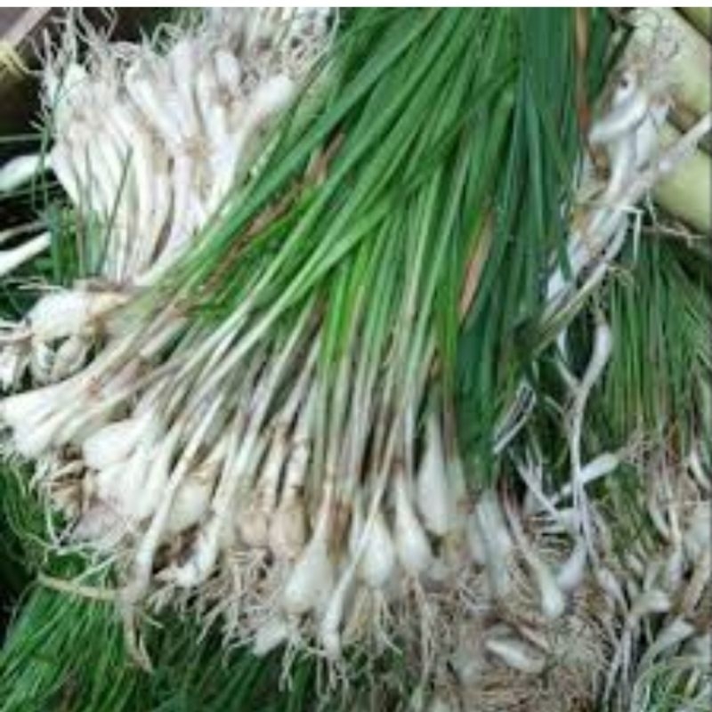 

bawang kuncai asli buat bahan masakan 1 kg