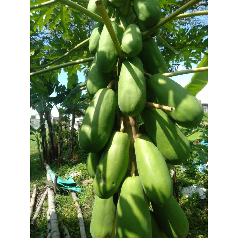 

BUAH KATES PEPAYA HIJAU