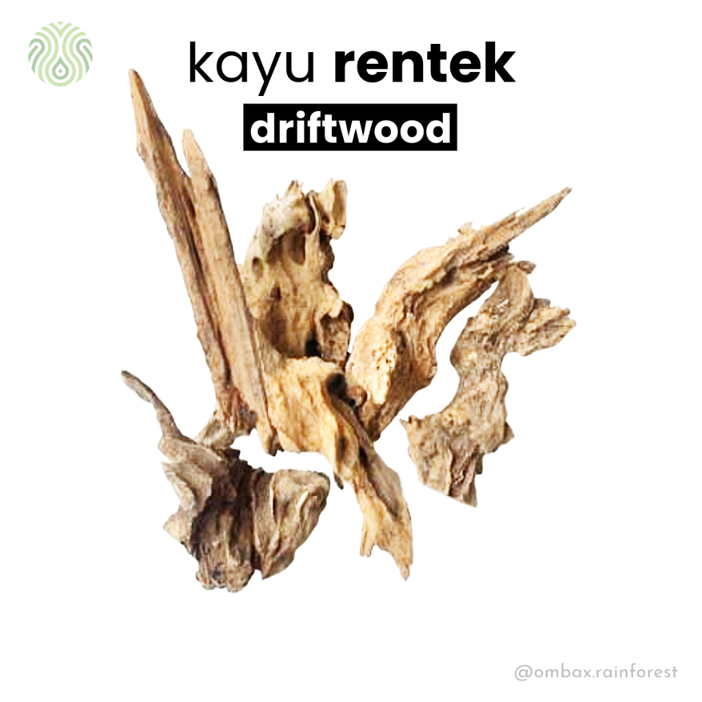 Drift wood / kayu rentek - kayu jati / Aquascape, Vivarium, & Paludarium