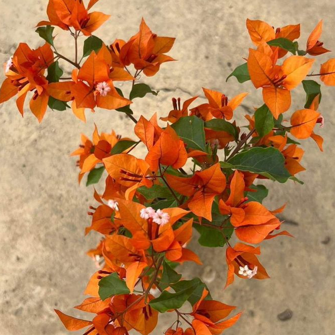 BOUGENVILLE FIRE OVAL