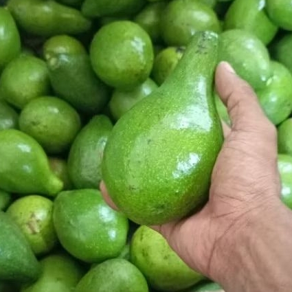 

Apokat Obral Ramadhan 2.3 Biji