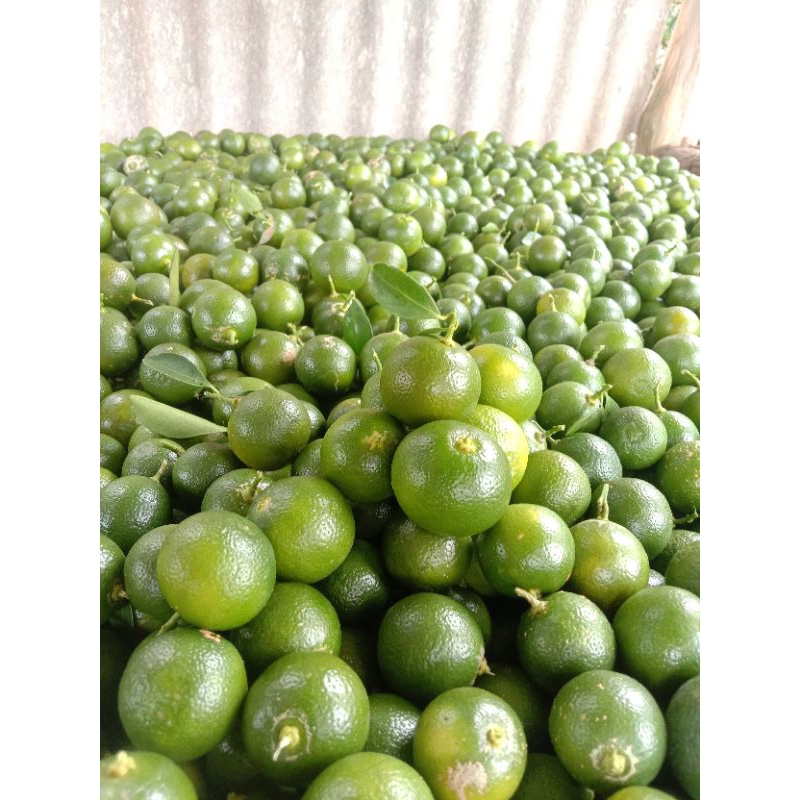 

jeruk sonkit, jeruk peres seger 3kg