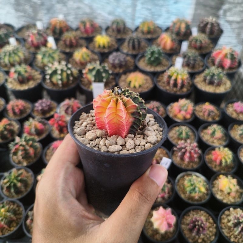 Gymnocalycium LB Hybrid Variegata/ Gymno LB Hybrid Var Ownroot