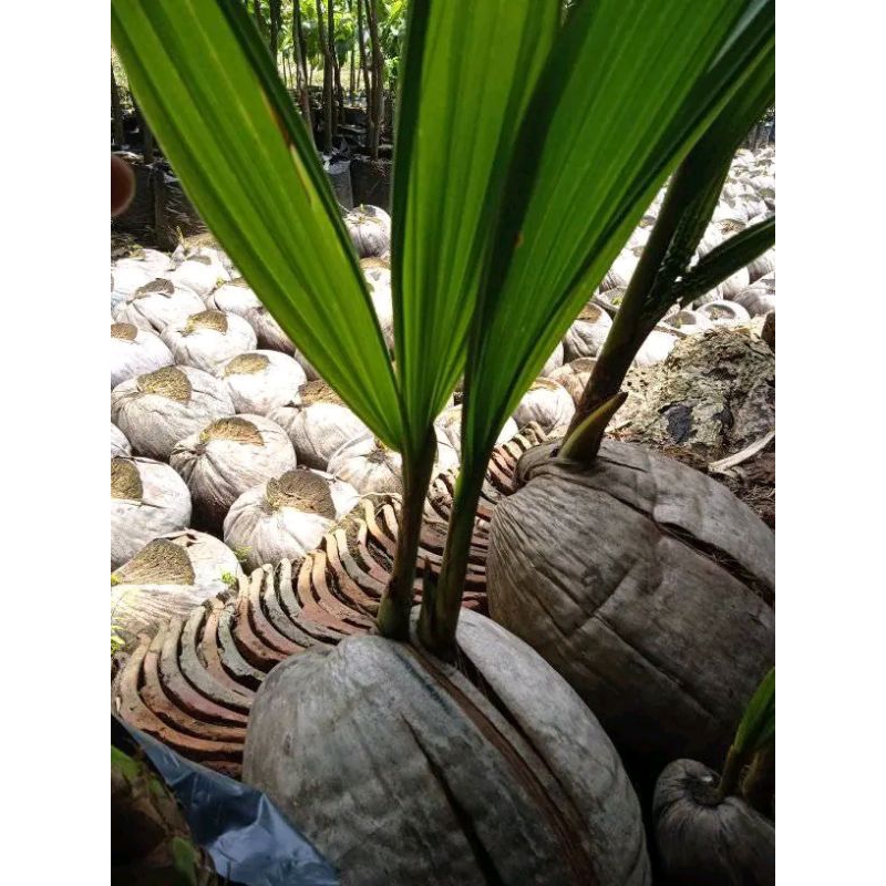 

kelapa cabang dua/kelapa kembar lebih genjah