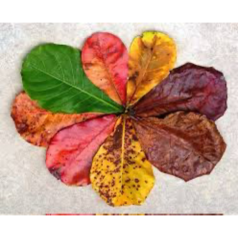 

daun ketapang8