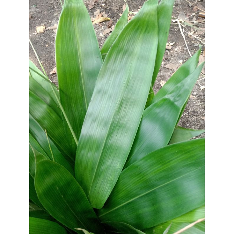 

PREMIUM DAUN KHUSUS BAKCANG 50 PCS UKURAN KISARAN 8CM SAMPAI 12CM