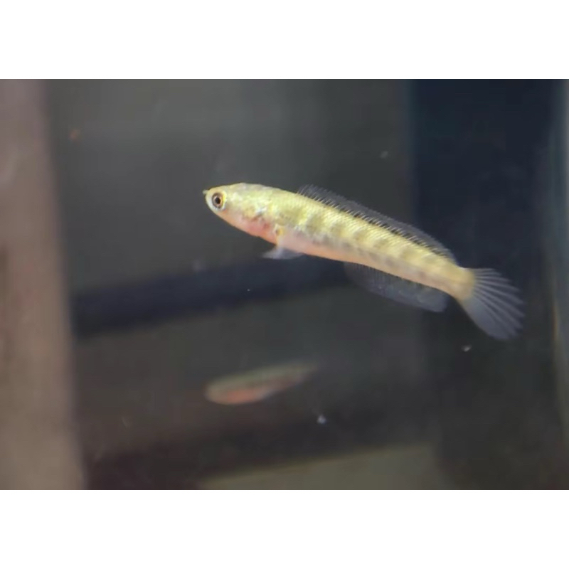 Baby auranti premium 3-5cm free pelet biru