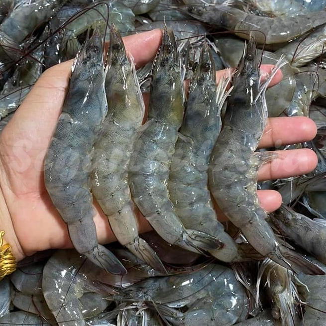 

Udang Vaname Segar Udang Vaname Isi 40-45Ekor Vanamei 1Kg