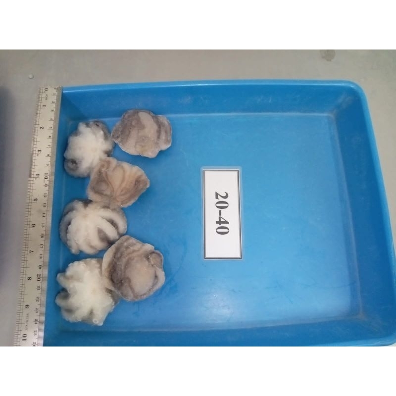 

Baby Octopus/Bayi Gurita Frozen Size Medium kemasan 1kg