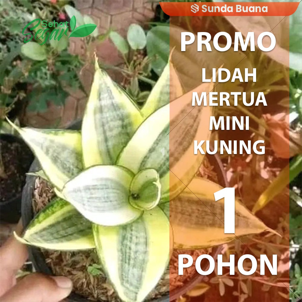 Tanaman hias Lidah mertua kuning mini