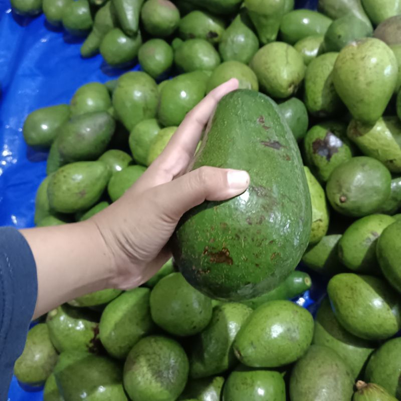 

Alpukat Mentega 1kg Mini dan Jumbo Enak Murah Creamy