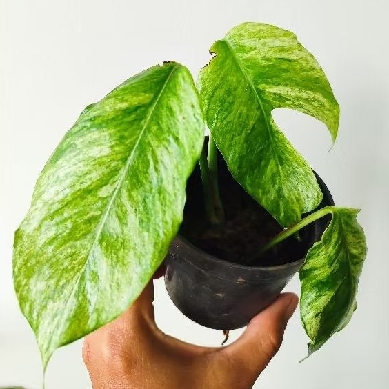 Epipremnum Hanoman Sp Bali Mature