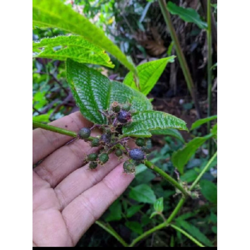 

daun harendong segar bulu daun senggani100 gram
