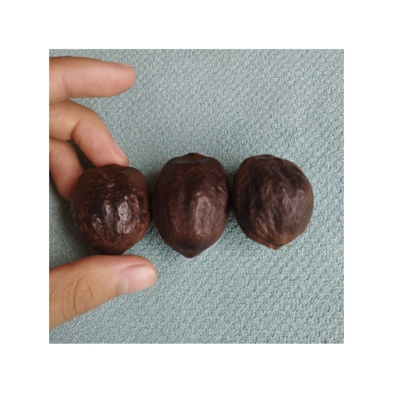 Paket kojo muncang adu isi 3 + bonus minyak kaliki