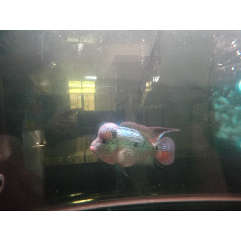 ikan louhan kamfa F3 grade A