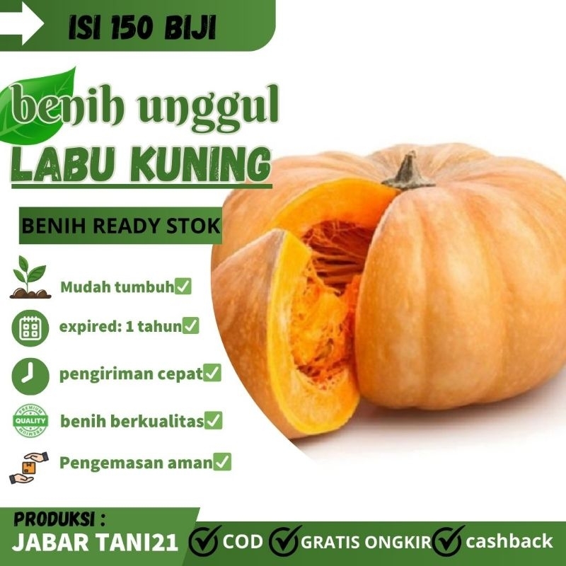 150 biji- BENIH BIJI LABU KUNING|LABU UNGGUL