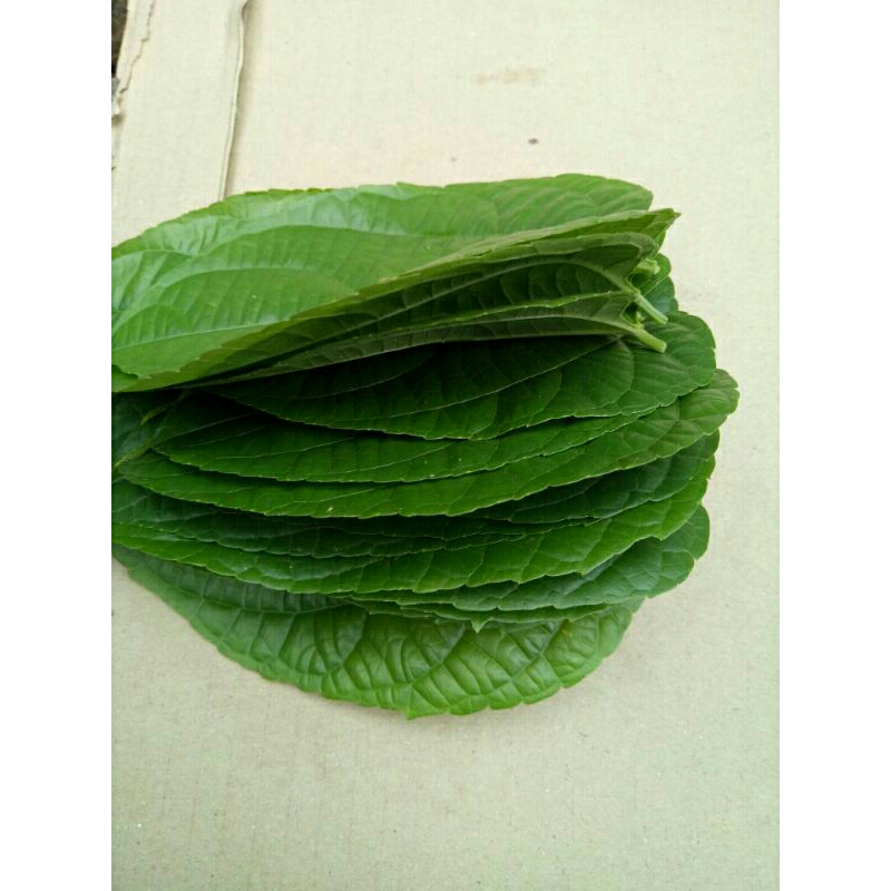 

Daun Sacha inchi segar 1kg daun kacang bintang segar