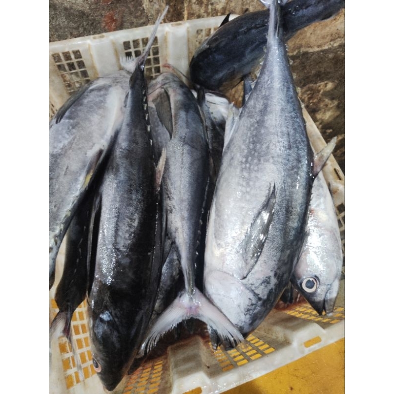 

tongkol