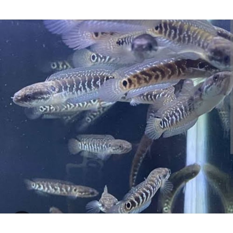 chana asiatica ws ukur 10cm