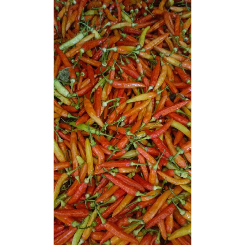 

cabe rawit merah 500gram