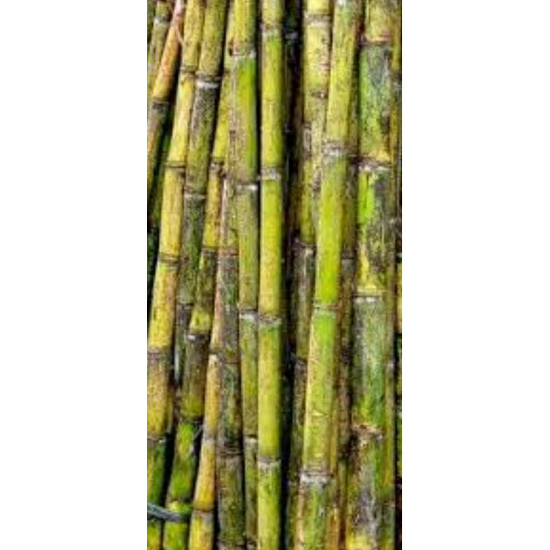 

tebu lawang sumatera barat