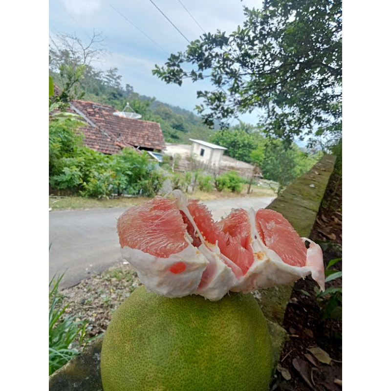 

Jeruk Pamelo Madu ukuran 8-9 ons, dari Pati lereng Gunung Muria Garansi 100℅