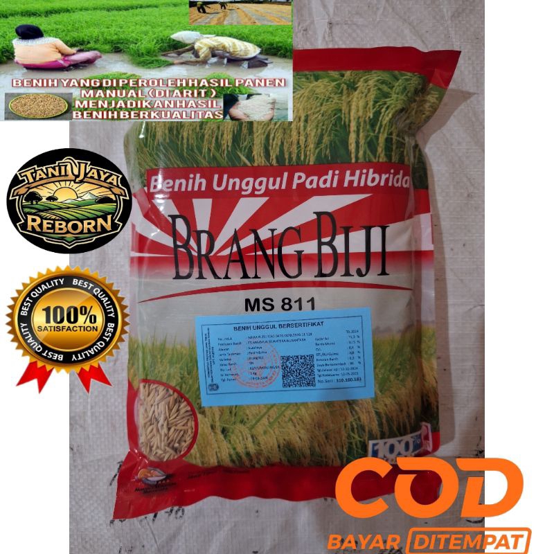 Bibit padi hibrida varietas BRANG BIJI (1KG) dengan nomer seleksi MS-811