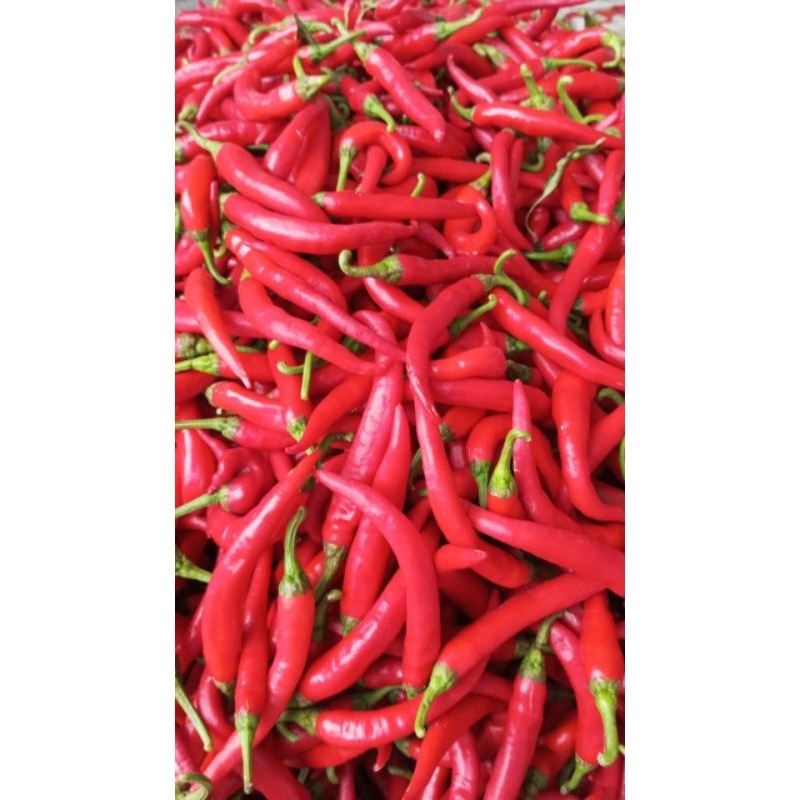 

10 kg cabe merah besar campur panjang, campur kecil.