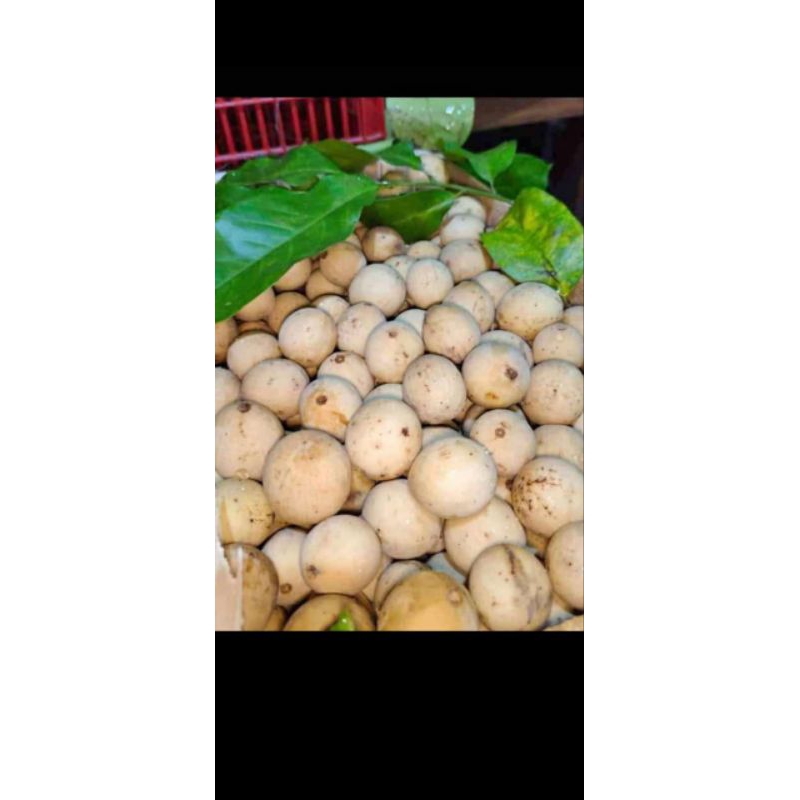

duku Palembang manis per kilo