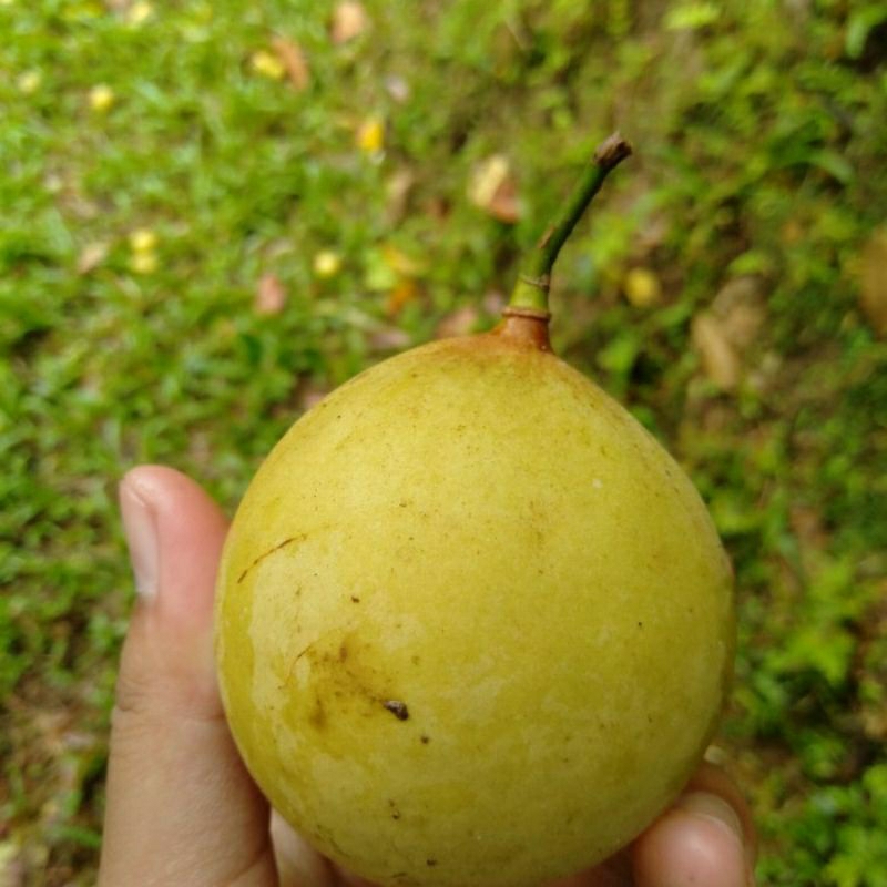 

buah pala utuh matah per 1 kg