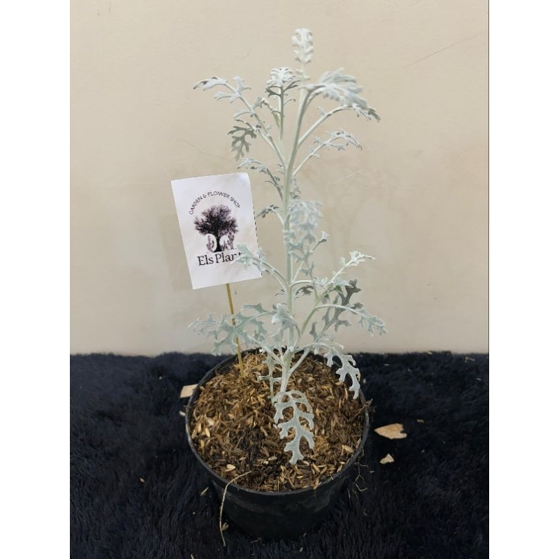 PAKET 4 TANAMAN HIAS SILVER DUST, KROKOT MERAH, MAWAR MAROON, KRISAN ASTER