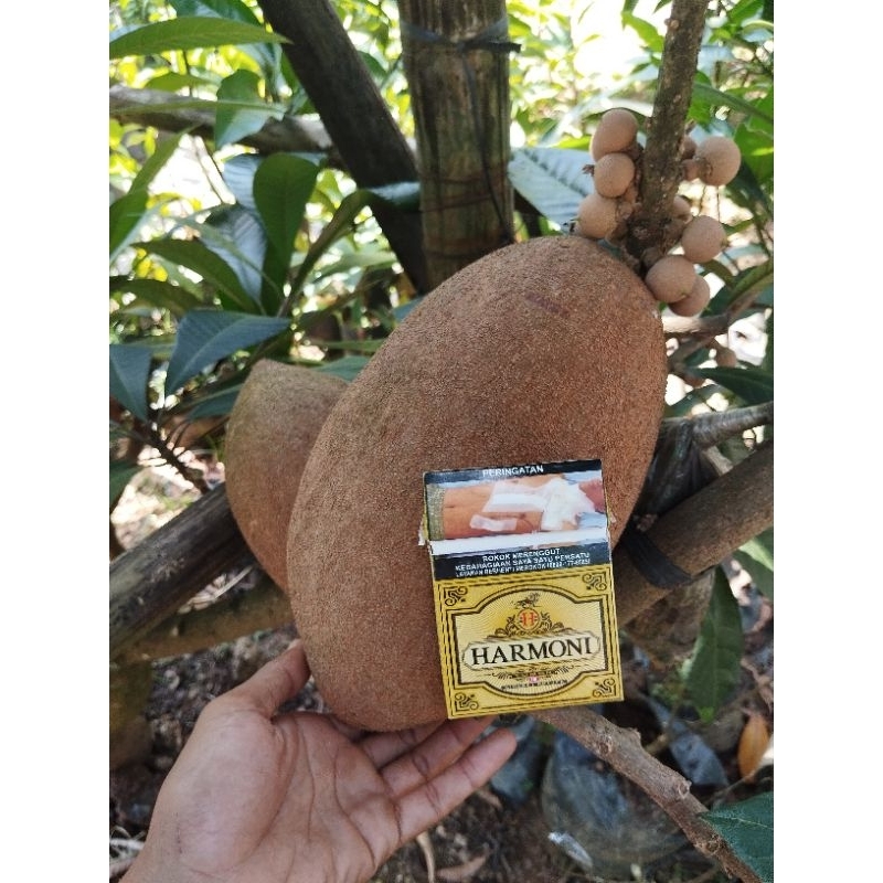 

Buah Mameysapote magana