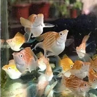 Molly merpati balon cawang