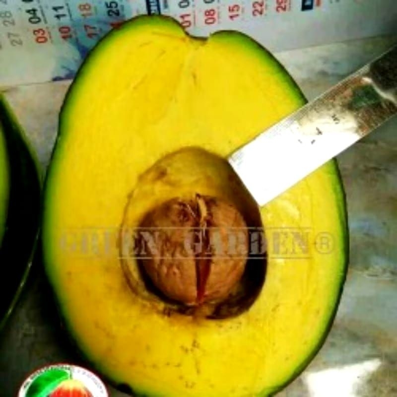 

Buah Alpukat Mentega Markus Jumbo (Perbuah)