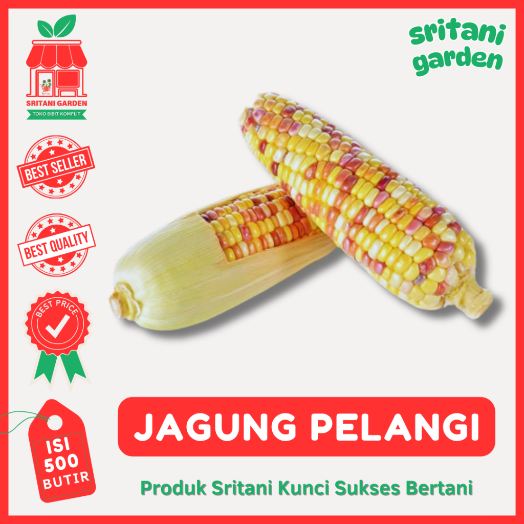 (500 Biji) Benih Jagung Ketan Pelangi Warna-Warni Kualitas Unggul