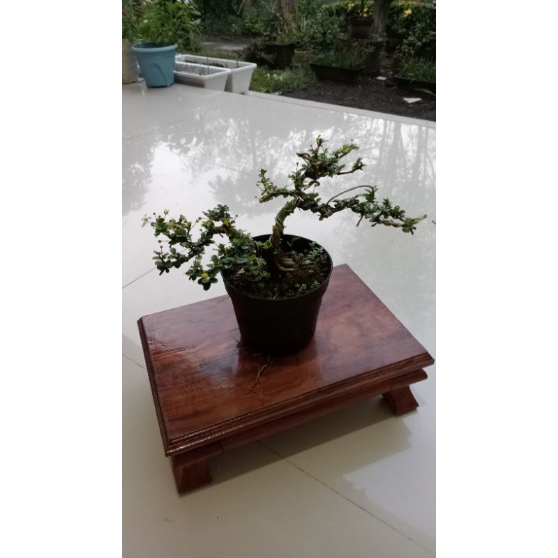 Bonsai mirten duri