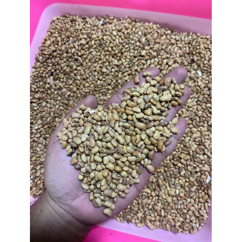 

KACANG TOLO IMPORT 1Kg/1000g | KACANG TOLO | KACANG OTOK MERAH