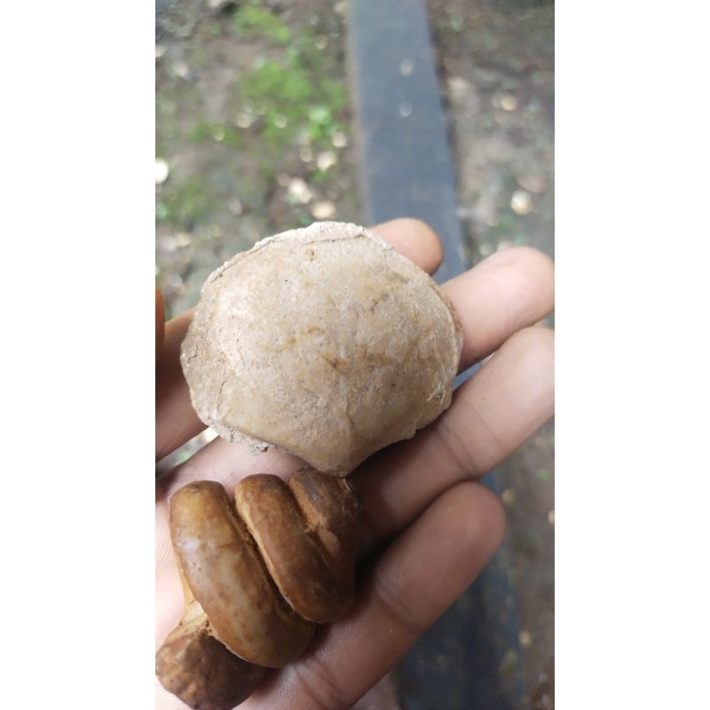 mustika