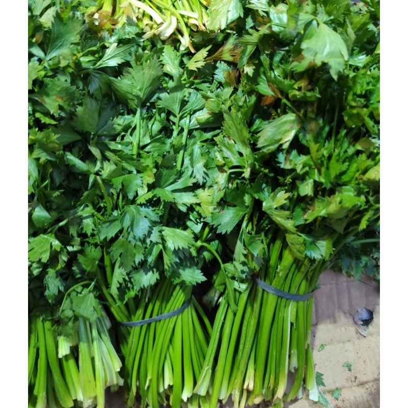 

Daun Seledri /Daun sop Minyak