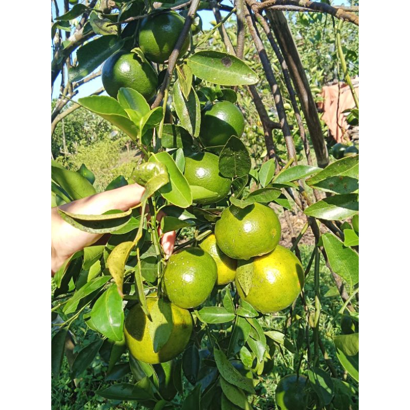 

jeruk manis Mateng Jember 1 kg