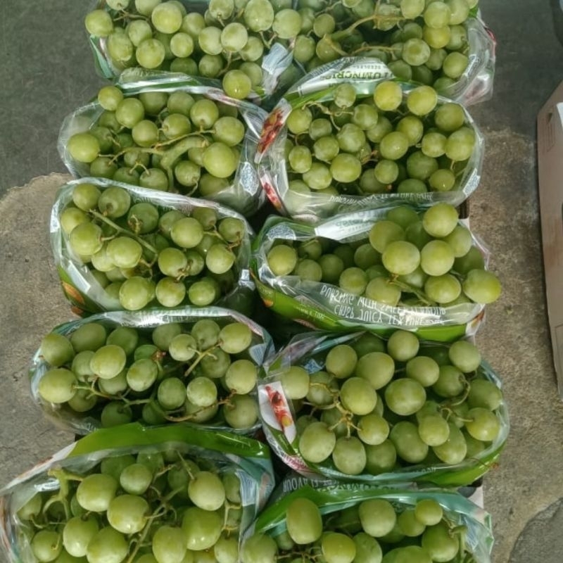 

Anggur Autumn Crisp Seedless Ausi 1kg