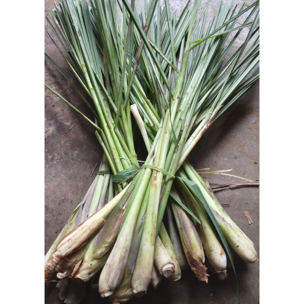 

sereh segar bahan untuk memasak 250grm