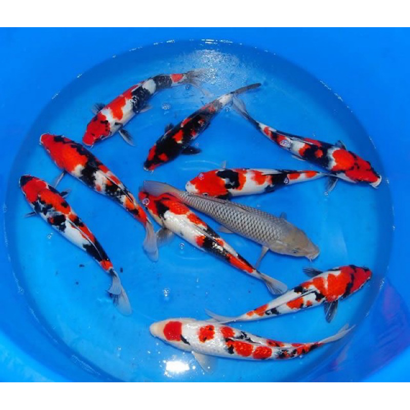 

koi showa cantik grade A berkualitas ukuran 20-24cm