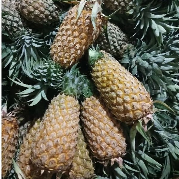 nanas palembang big size jumbo utuh tanpa kupas 1 pcs