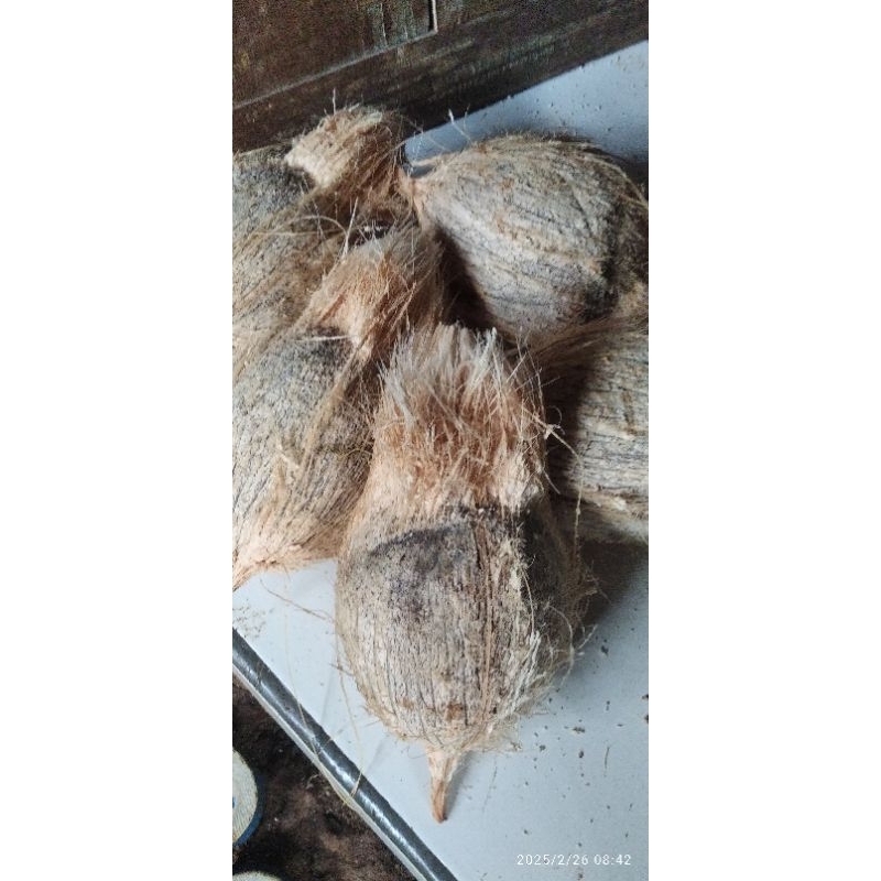

Kelapa tua/1pcs
