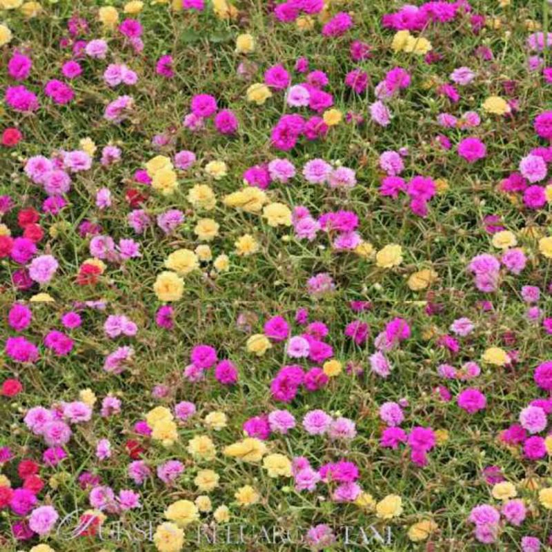 Tanaman Hias Bunga Krokot | Bunga Krokot | Bunga Gantung