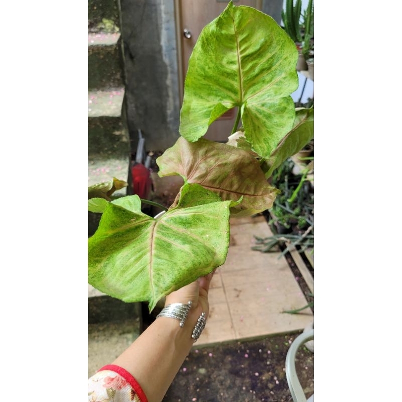 syngonium Strawberry ice