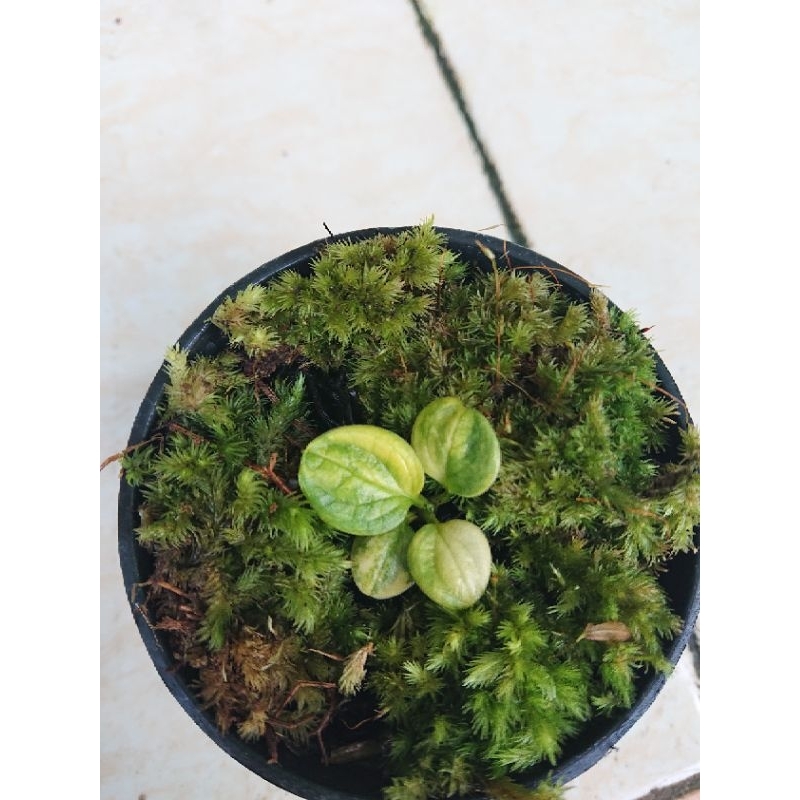 anthurium jemani varigata