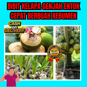 BEBAS JAMUR  Tanaman Kelapa Genjah Entok Jumbo Tronton